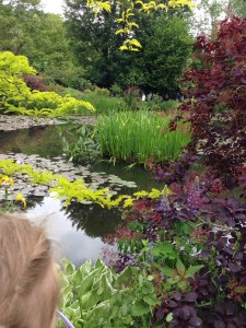 lily pond